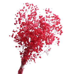 Red Baby Breath | Dried Flower Wholesale 
